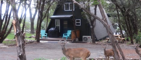 A cabin with a porch, outdoor seating, and a deer in the foreground.