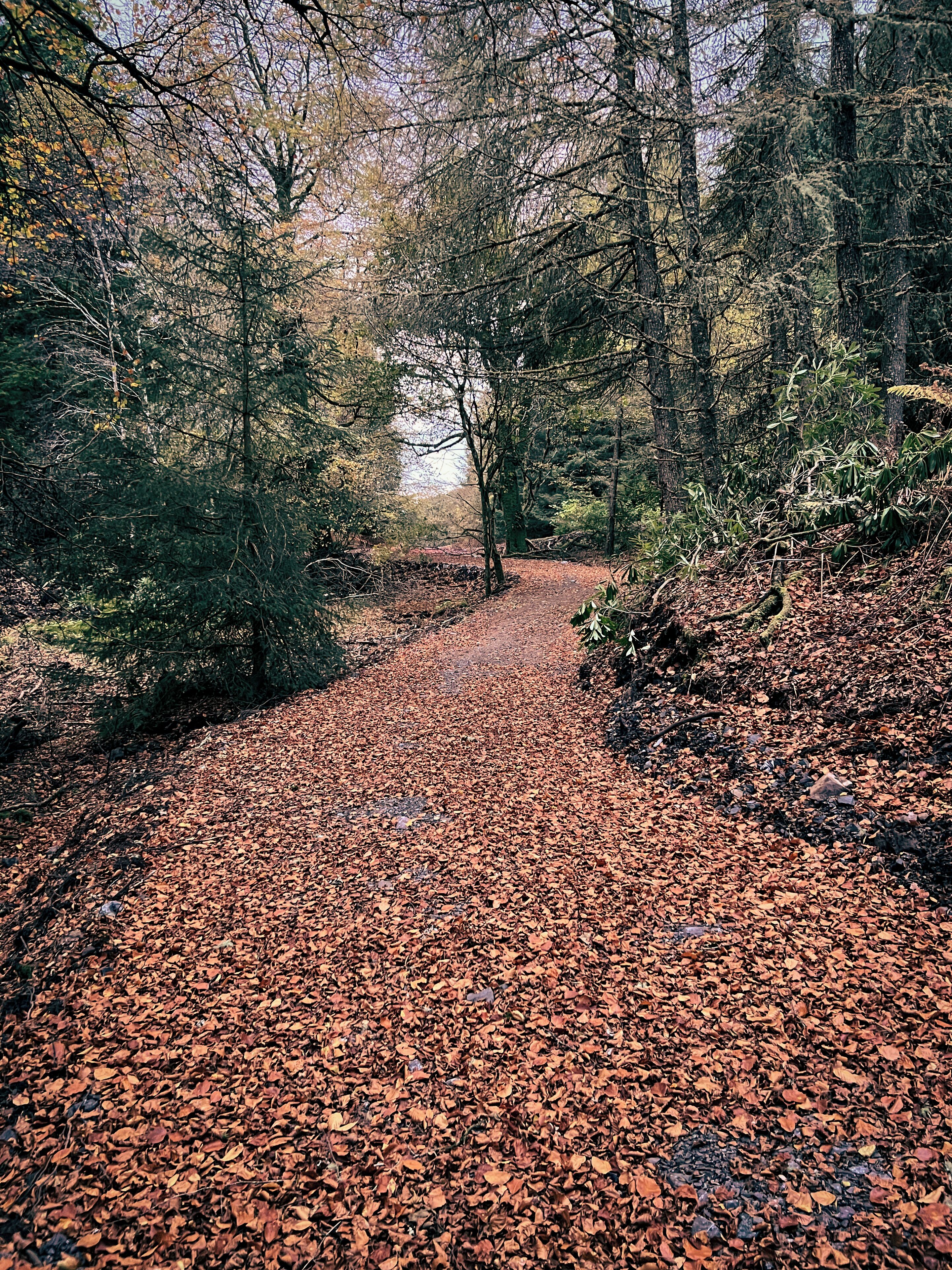 A forest path covered with fallen leaves.