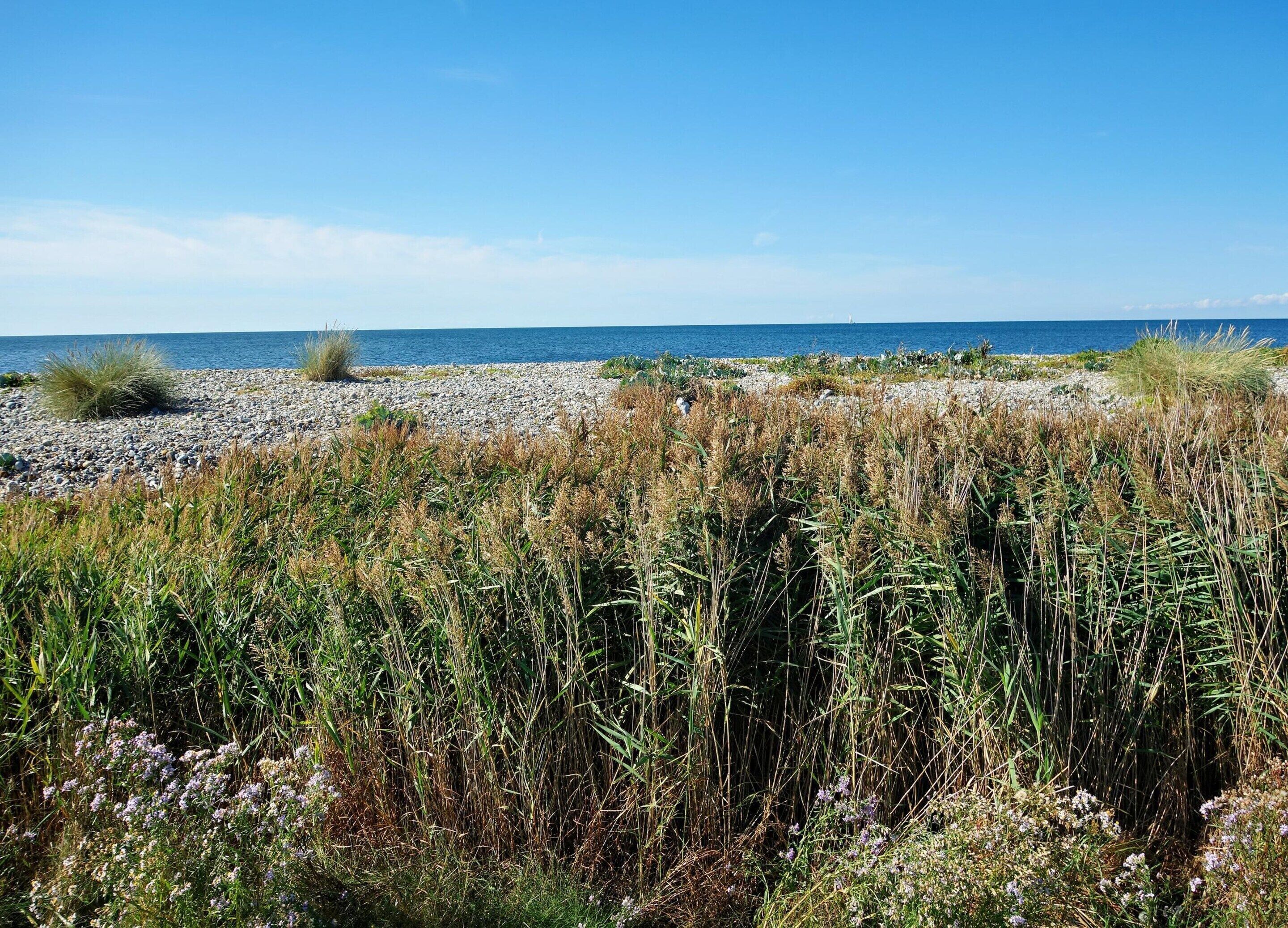 Paisagem costeira com uma praia de pedras e vegetação densa em primeiro plano.
