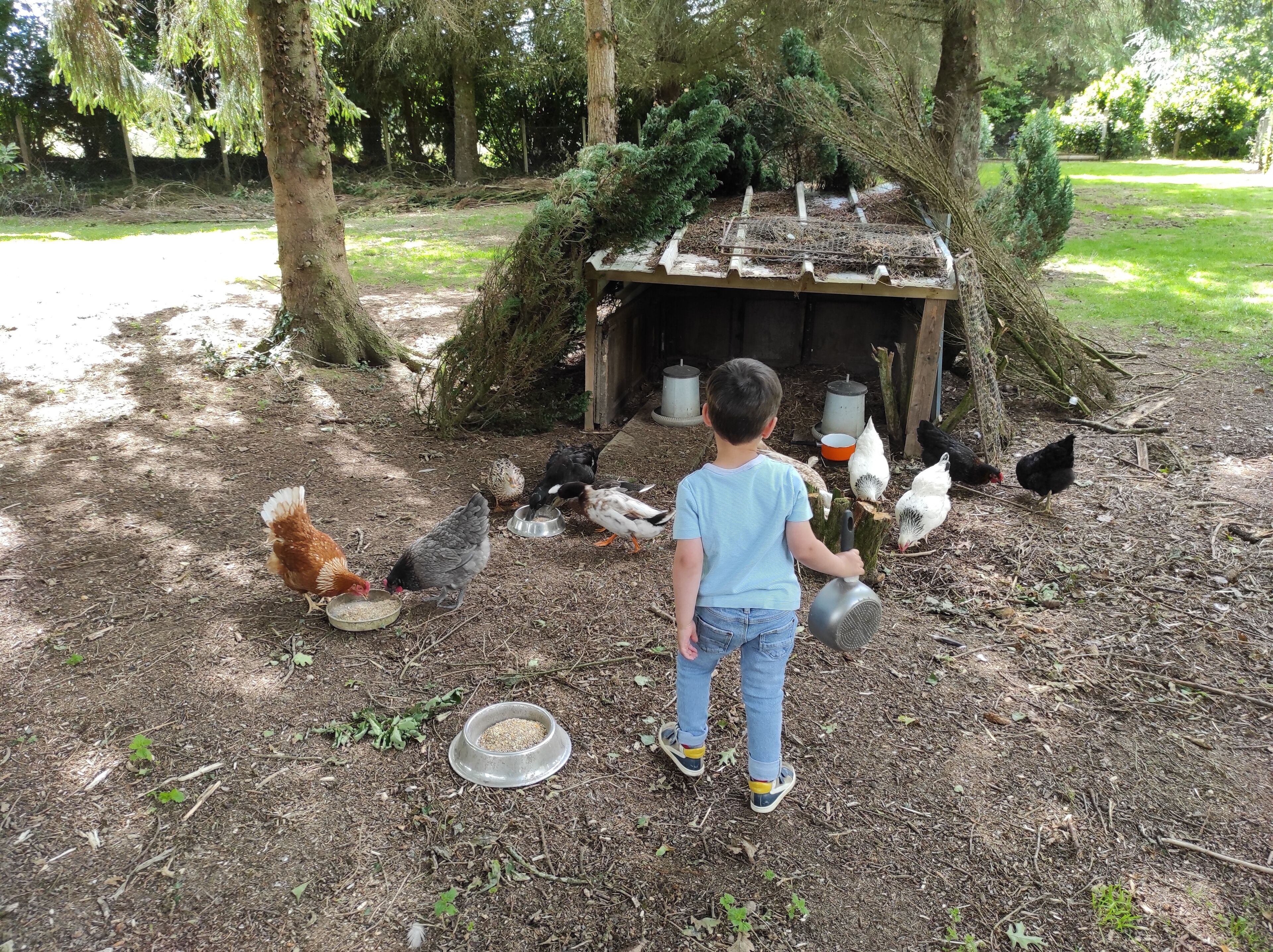 Criança alimentando galinhas em ambiente rústico ao ar livre, com um abrigo de madeira e comedouros espalhados.