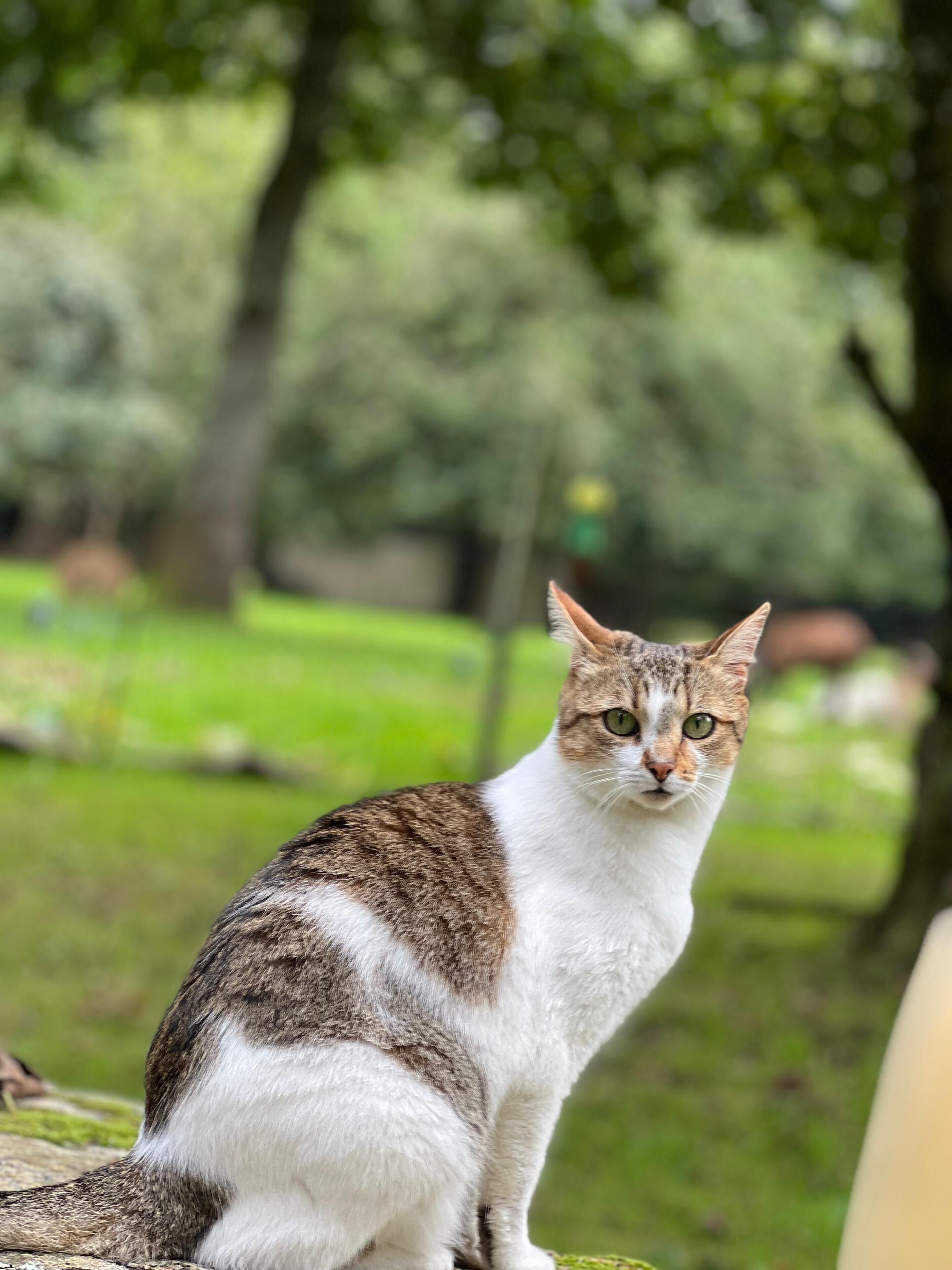 A cat sitting on a stone surface with a blurred green park background.