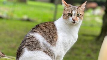 A cat sitting on a stone surface with a blurred green park background.