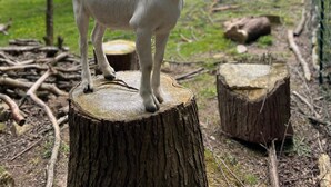 A white goat standing on a tree stump in a grassy area with trees and a building in the background. - Guergonet, Cosy 2-bedroom accomodation (Châtelaudren-Plouagat)