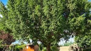 A grassy outdoor area with a wooden playset, a table with chairs, and a large tree. - Gîte Lucas 4 pers. piscine et clim à Sommières - Calm, nature & traditions ! (Sommières)