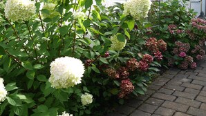 Un jardín con arbustos de hortensia frente a una casa blanca con persianas y un ventanal.
