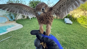 A falcon perched on a person's hand in a backyard with a pool and greenery. - Villa 250 M2 on 800 M (Bizerte)