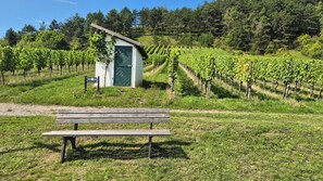 A vineyard with rows of grapevines, a wooden bench, and a small building with a green door.
