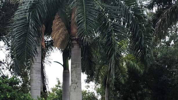 Bordje voor 'Venetun Palms Luxury Condominiums' met een krans en bloemversiering.