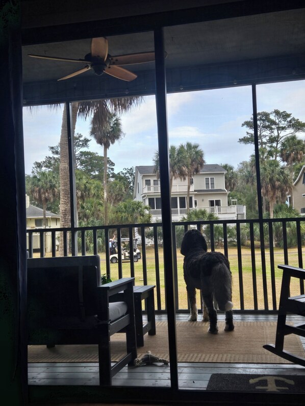 Une pièce avec vue sur une maison, un palmier et un chien sur le porche.