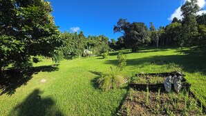 Un campo verde exuberante con un pequeño jardín y plantas jóvenes.