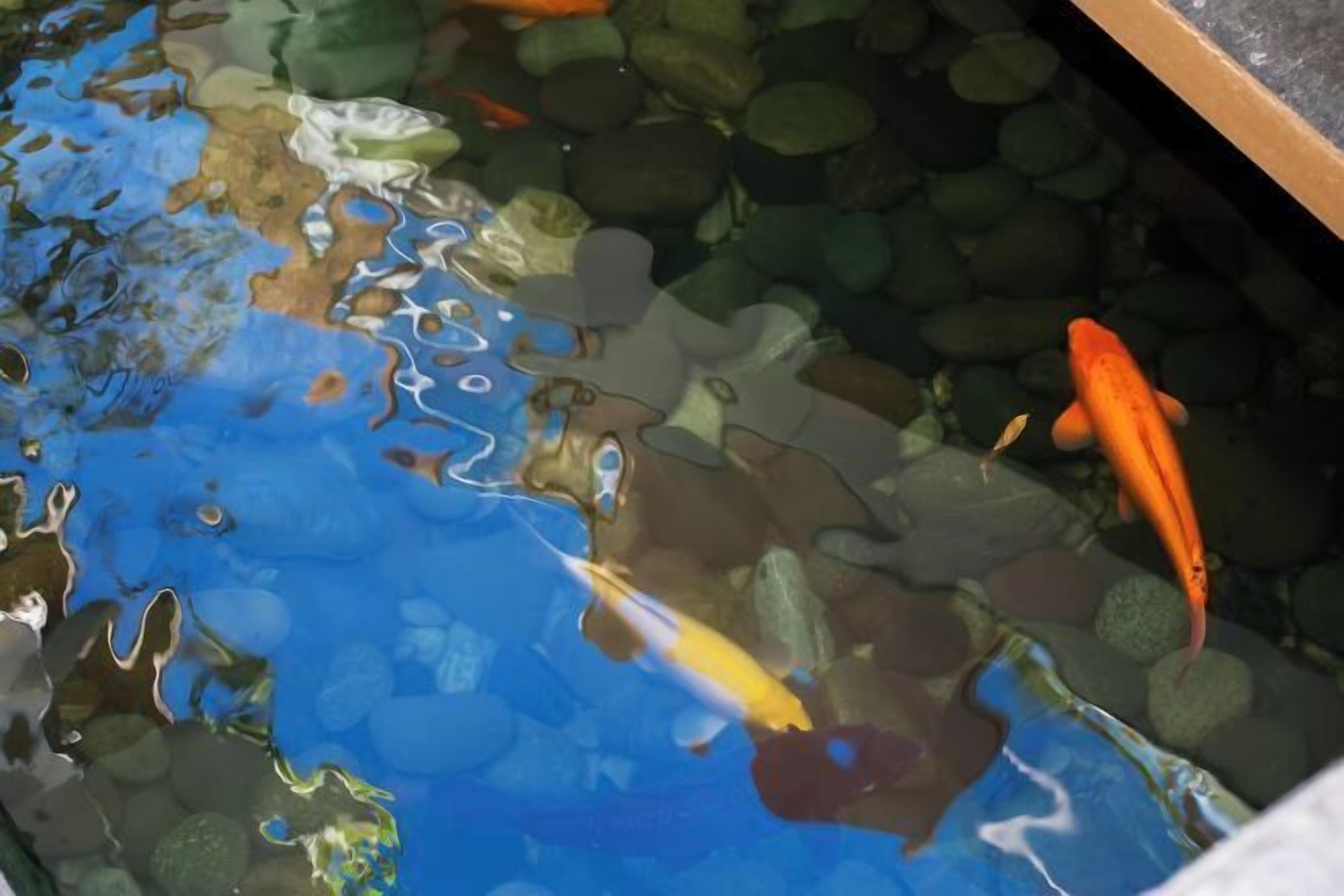 A clear view of a pond with koi fish and lily pads.