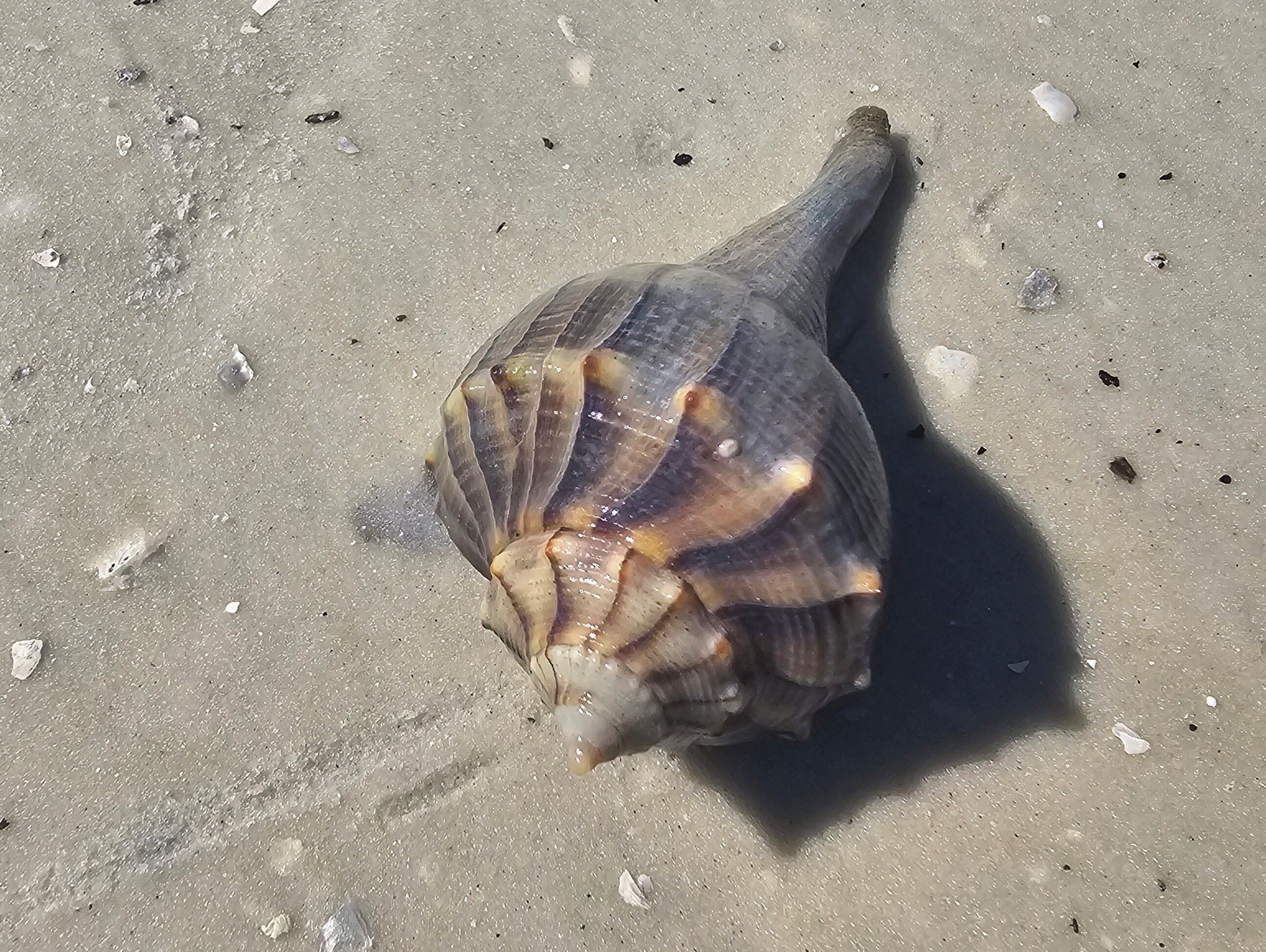 Un coquillage sur une plage de sable.