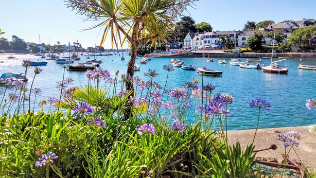 Un port avec des bateaux, un palmier et des fleurs violettes.