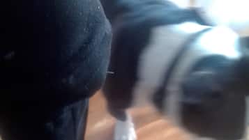 Pet-friendly