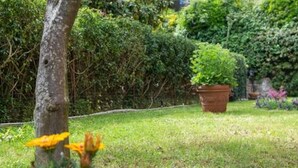A garden with a tree, grass, and a potted plant. - 🌺Villa dei Fiori – Elegance, Nature & Serenity on the Sorrento Coast (Vico Equense)
