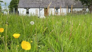 Una casa bianca con tetto grigio, circondata da erba alta e fiori selvatici.