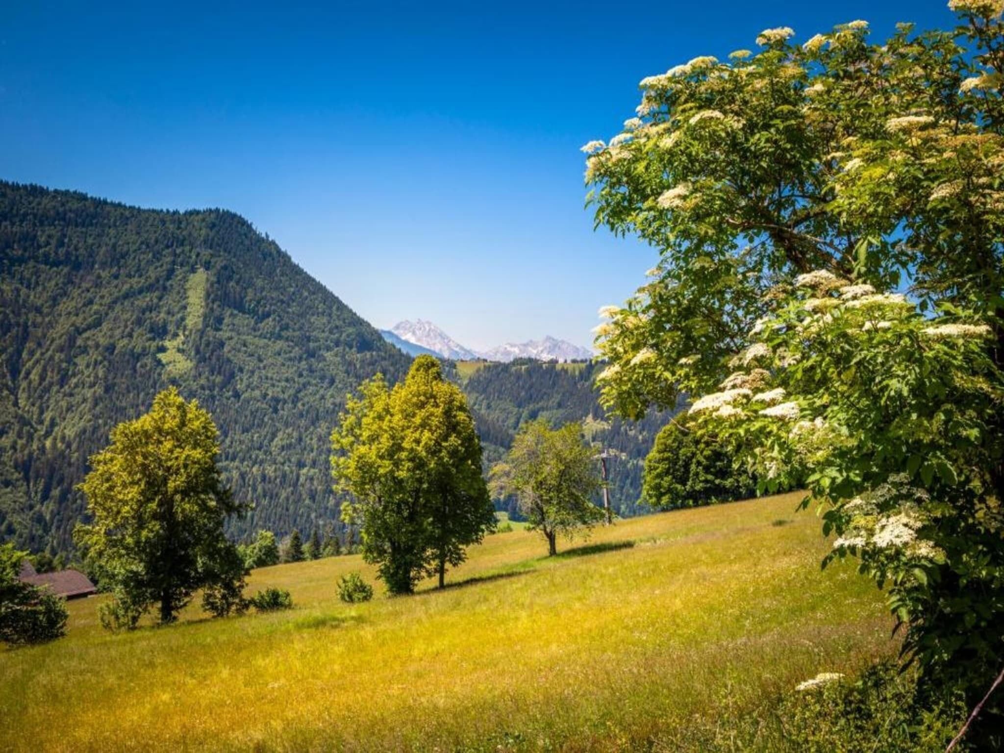 Paisatge de muntanya amb arbres i cel serè.