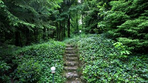 A stone pathway surrounded by lush greenery and dense forest.