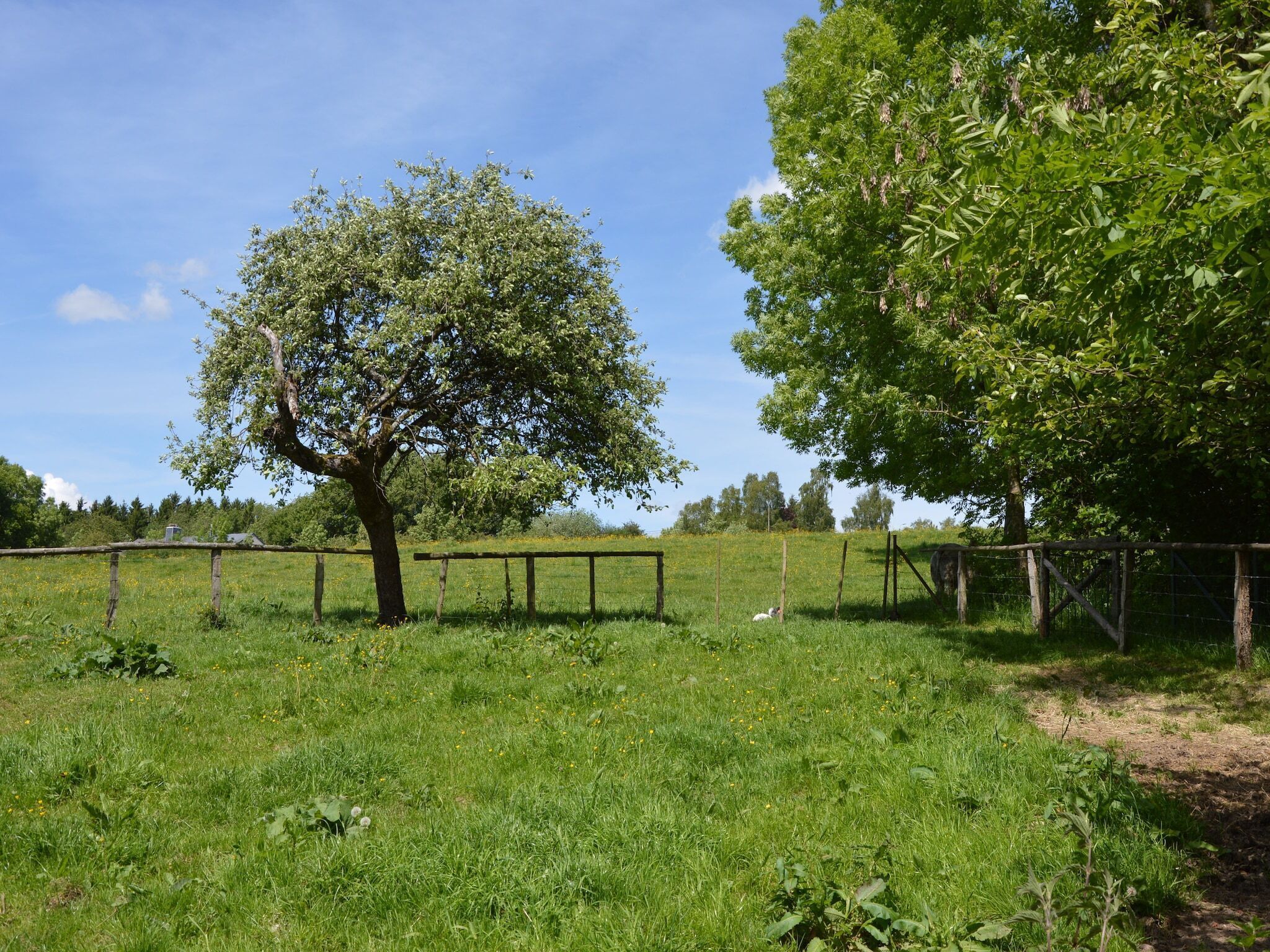 Garden [summer]