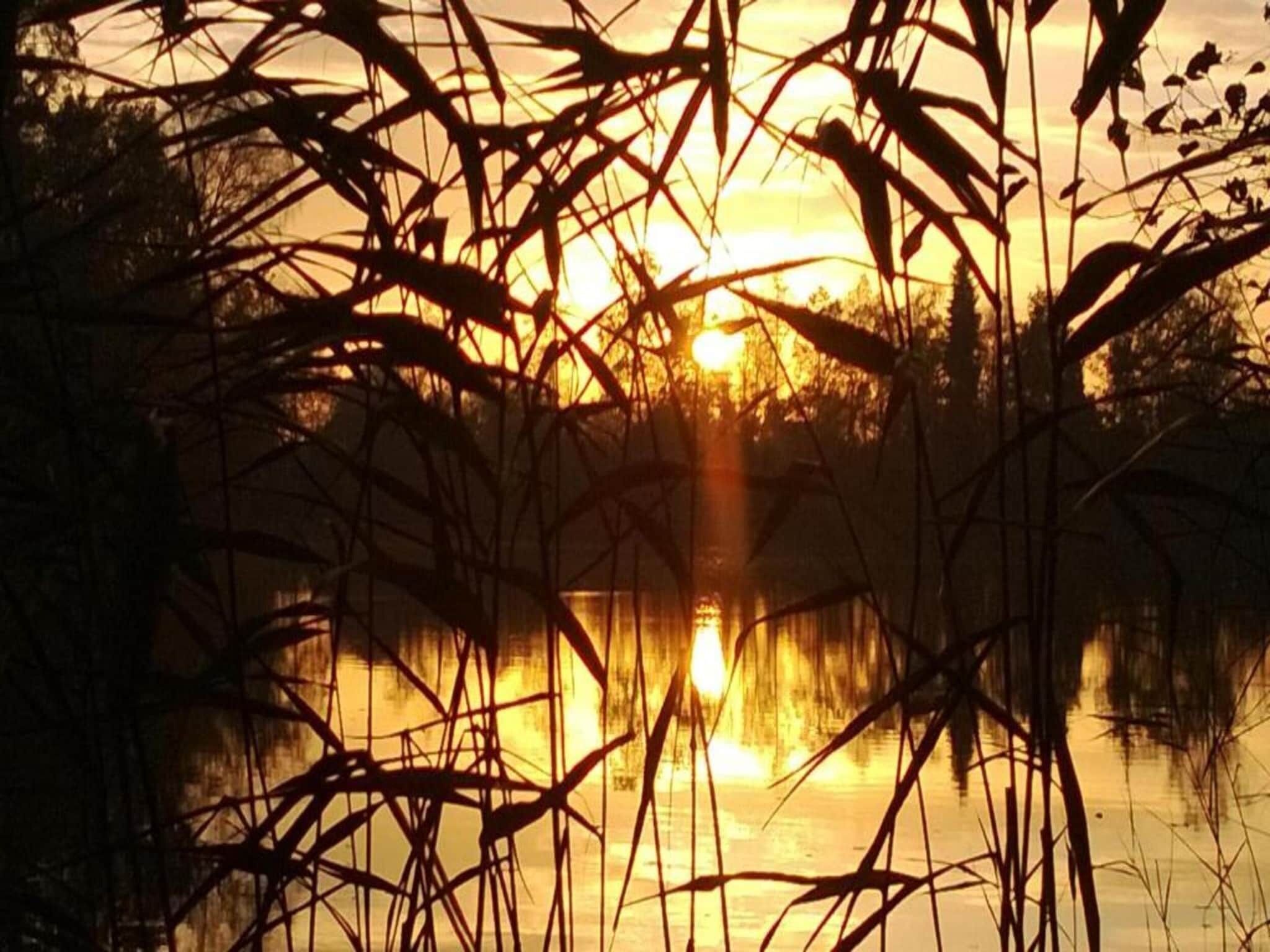Een zonsondergang boven een wateroppervlak met rietkragen op de voorgrond.