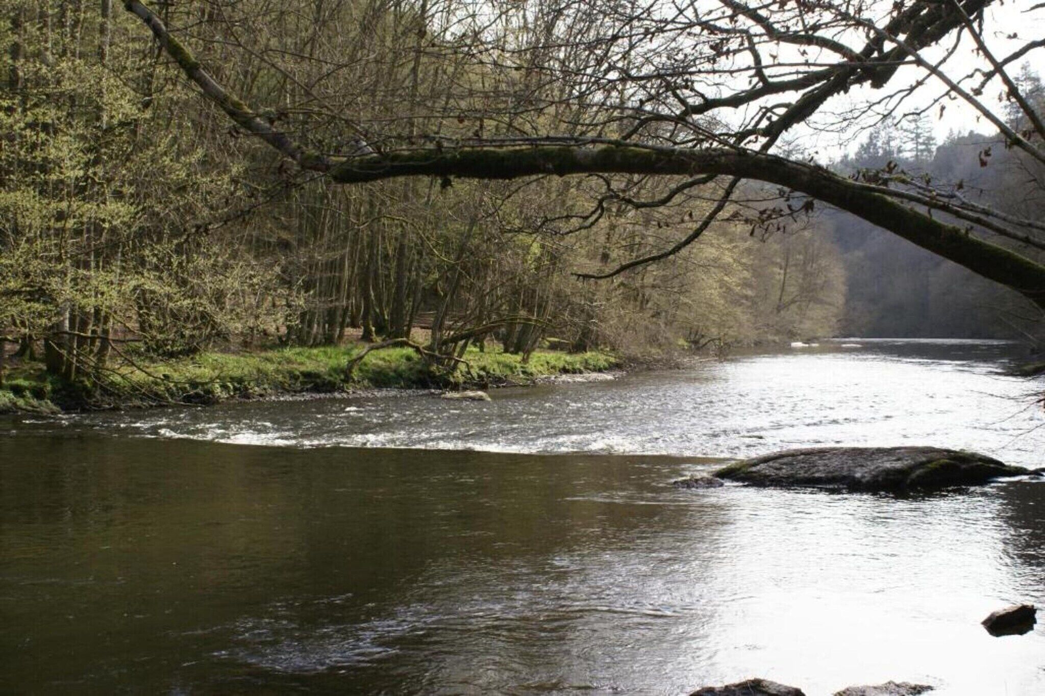 Un río serpentea por una zona boscosa, con árboles y rocas a lo largo de las orillas.
