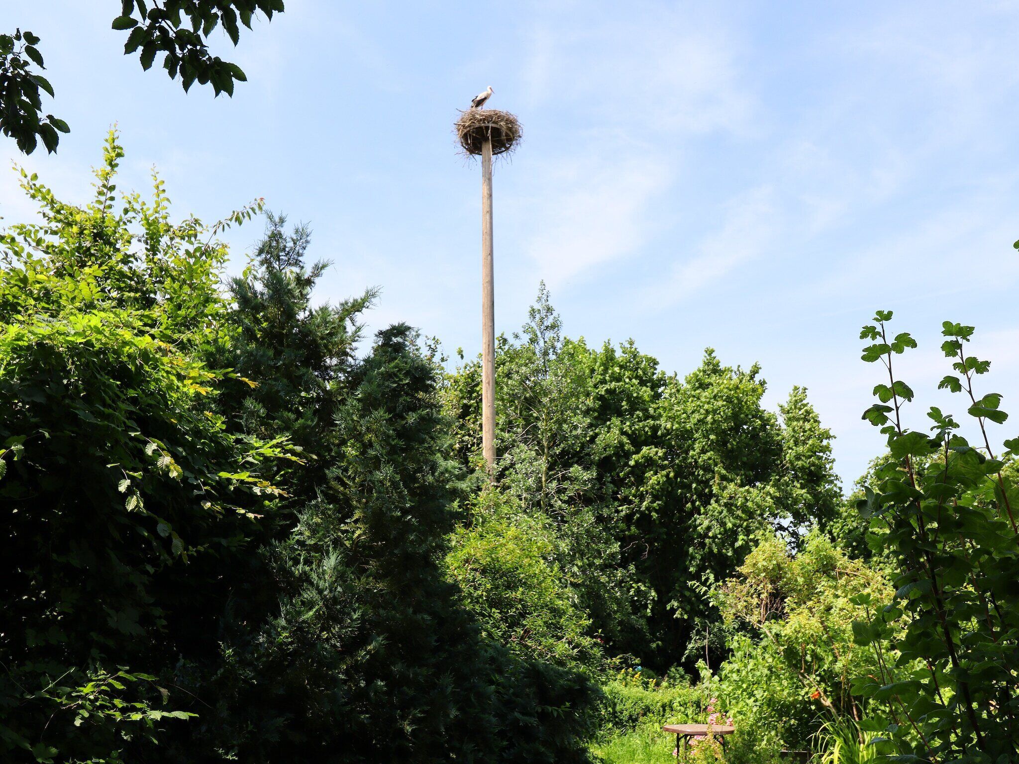 A bird's nest on a tall pole surrounded by dense greenery.
