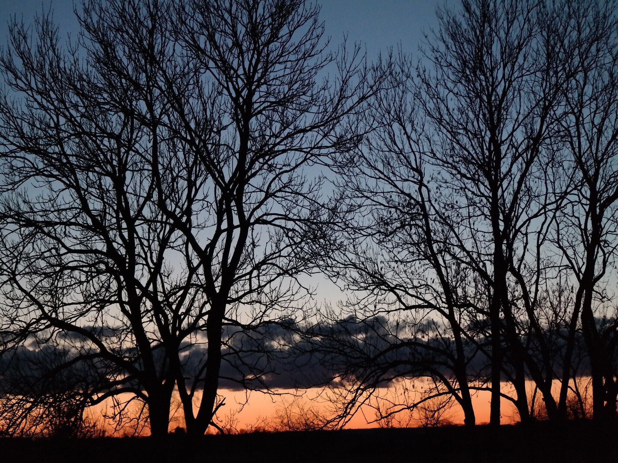 A landscape with trees silhouetted against a sunset sky.