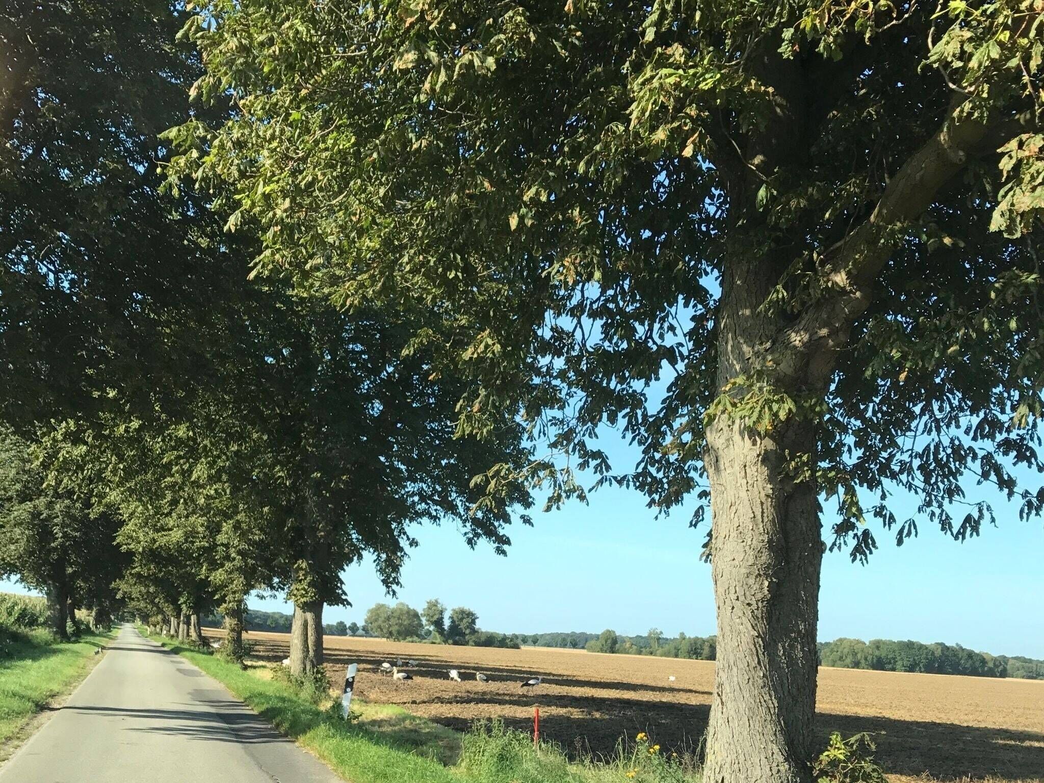 Une route de campagne bordée d’arbres et de champs.