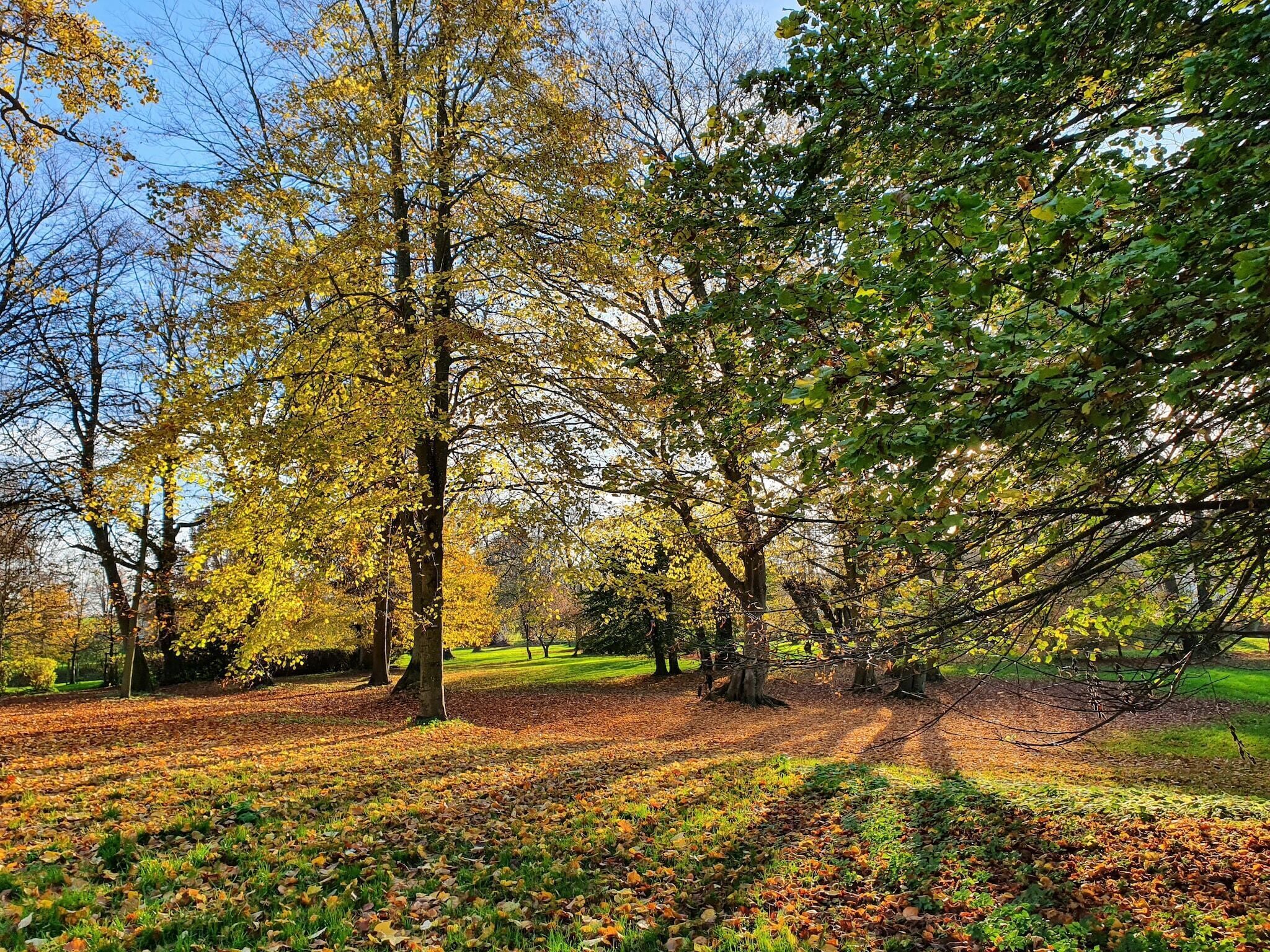 Un parc avec des arbres, de l’herbe et un sentier recouvert de feuilles mortes.