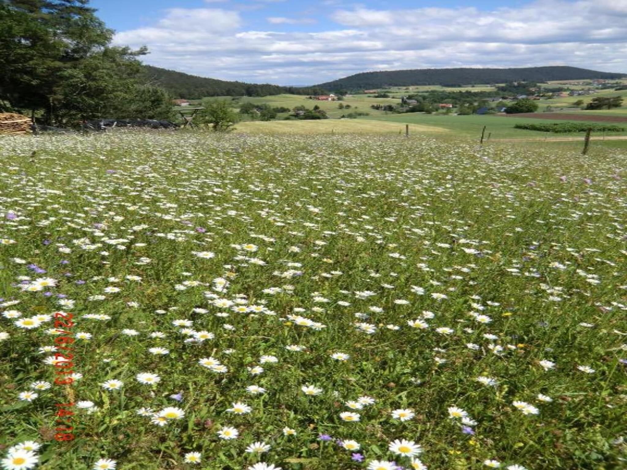 Un champ de marguerites, avec en arrière-plan des collines et un ciel dégagé.