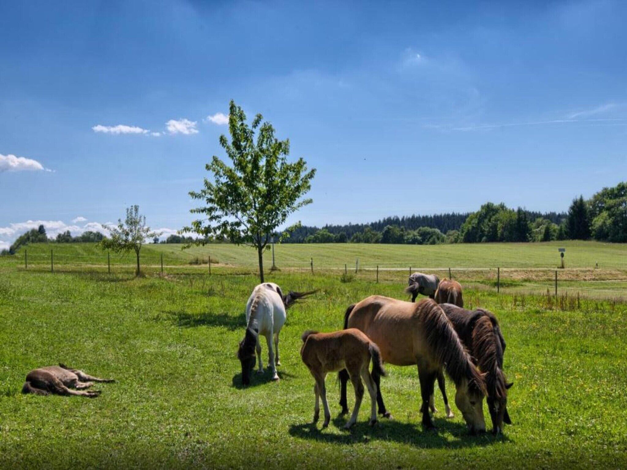 Un campo cubierto de hierba con caballos pastando, un árbol y una valla.