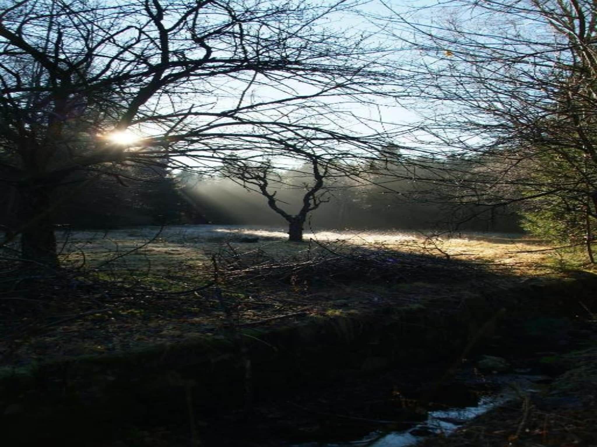 A natural landscape with a tree in the foreground and a body of water in the background.