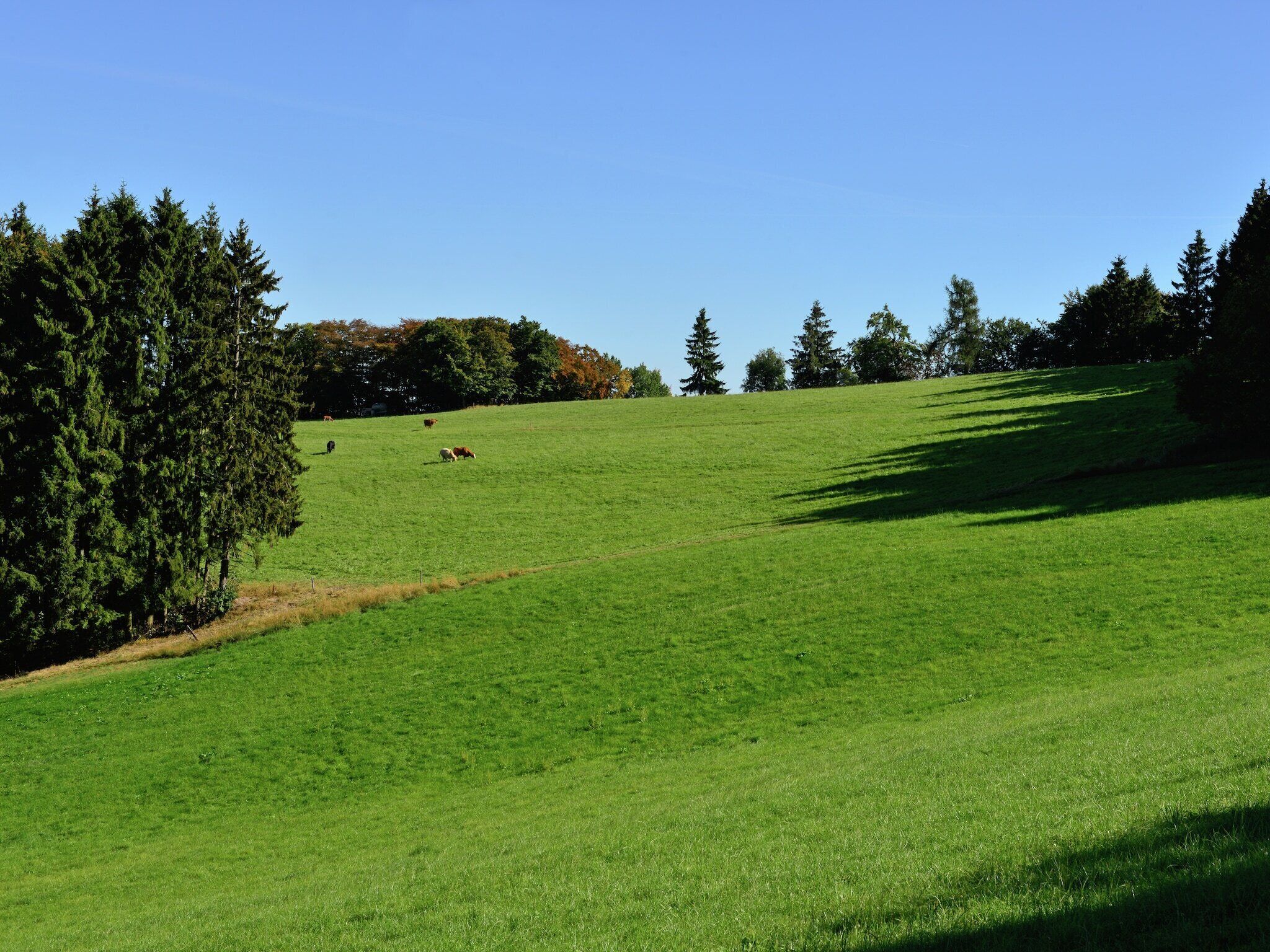 A green field with trees and a clear sky.