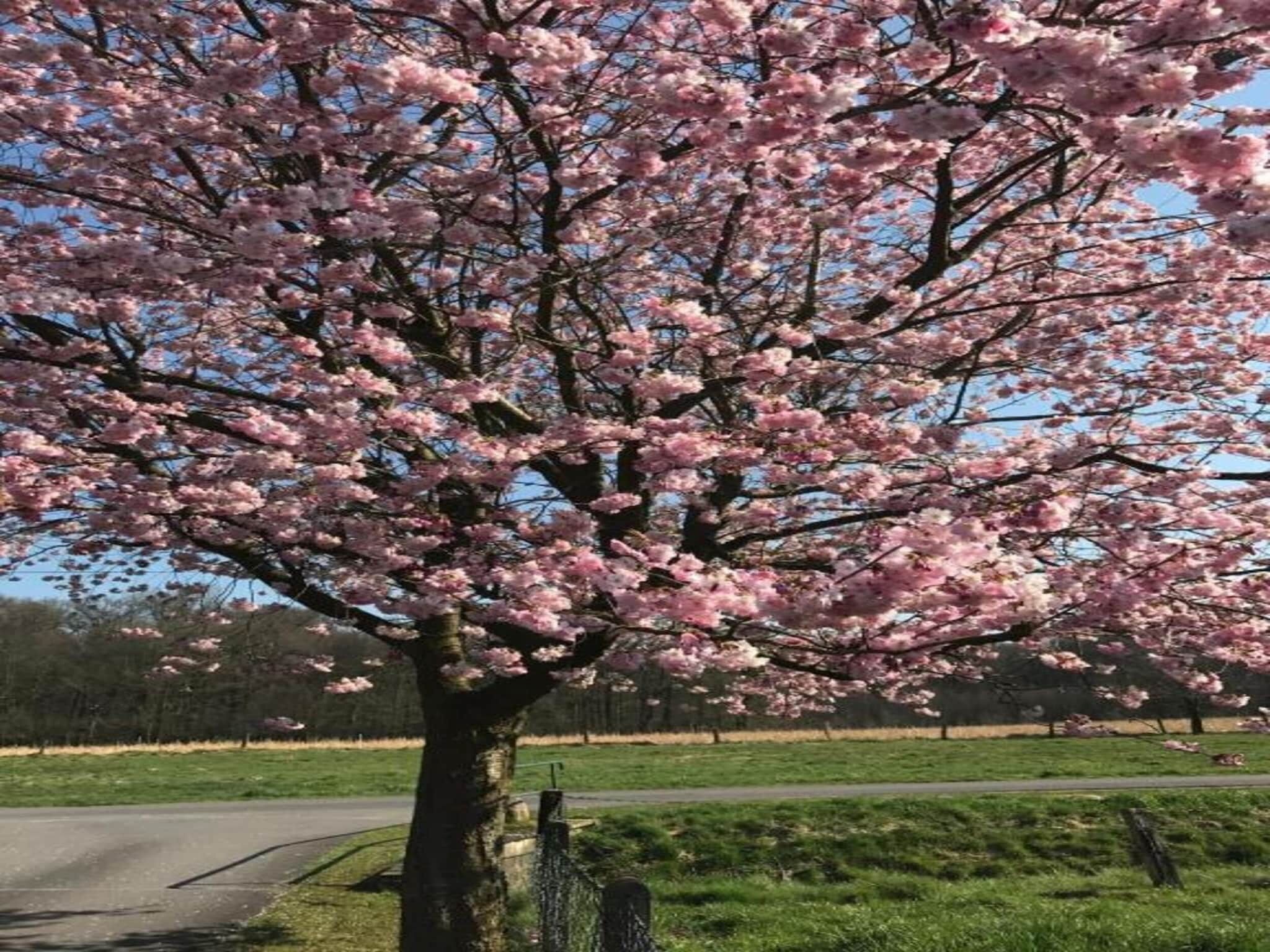 A tree with pink blossoms in a park setting.