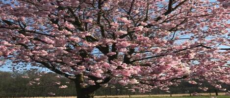 A tree with pink blossoms in a park setting.