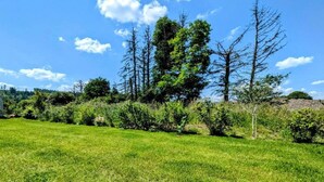 A grassy field with trees and shrubs.