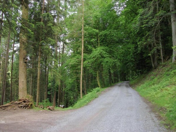 A narrow, unpaved road surrounded by dense forest.
