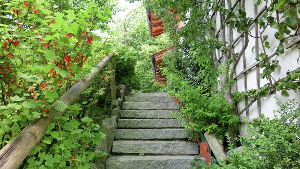 Eine Steintreppe, umgeben von üppigem Grün und Kletterpflanzen.