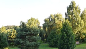 Un parque con varios árboles y un área cubierta de césped.