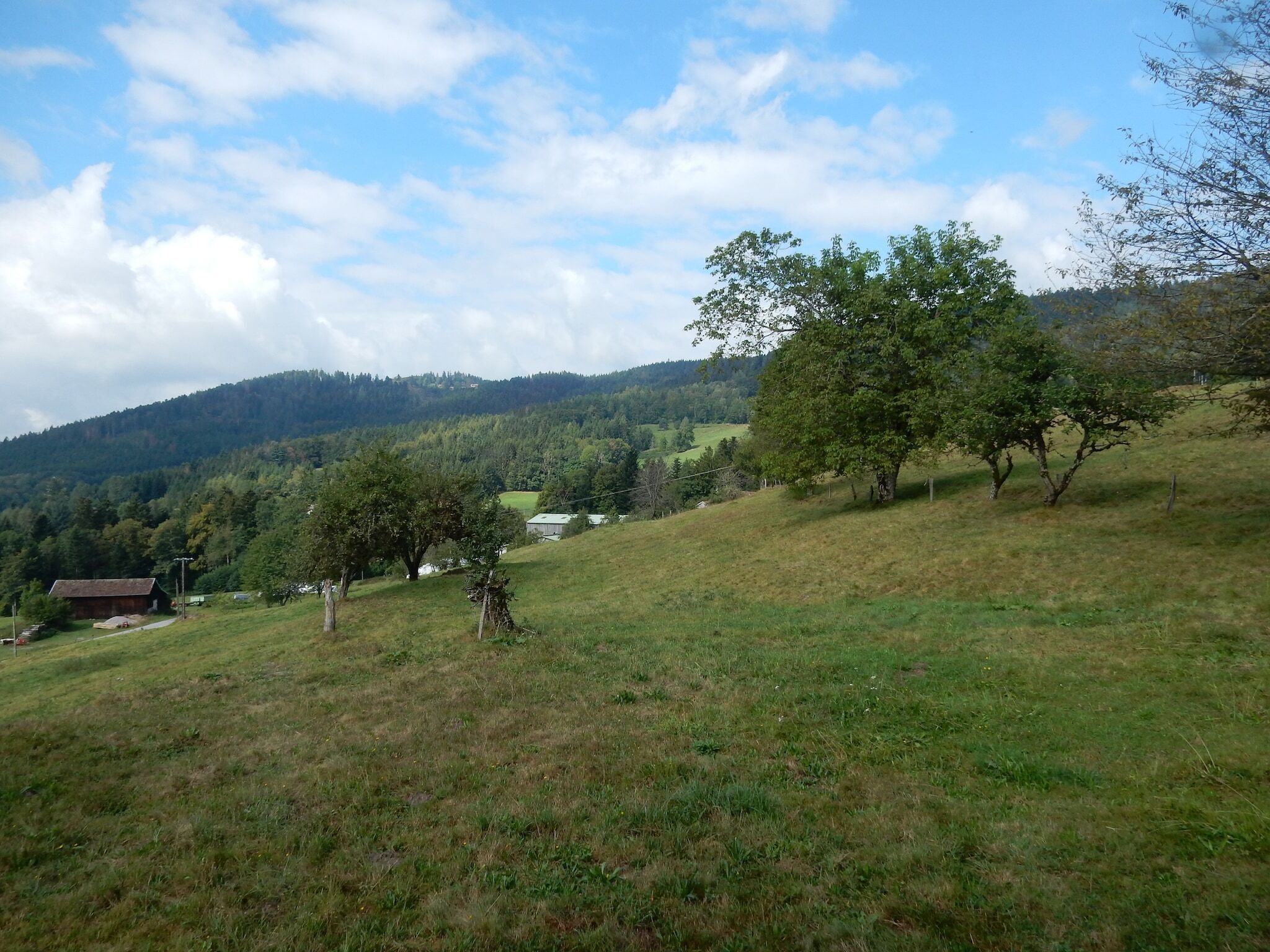 Ein grasbewachsener Hang mit Bäumen und weiter Aussicht auf ein Tal.