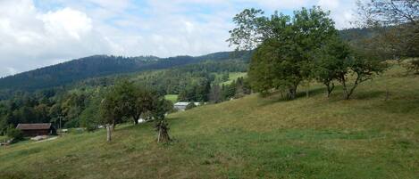 Ein grasbewachsener Hang mit Bäumen und weiter Aussicht auf ein Tal.