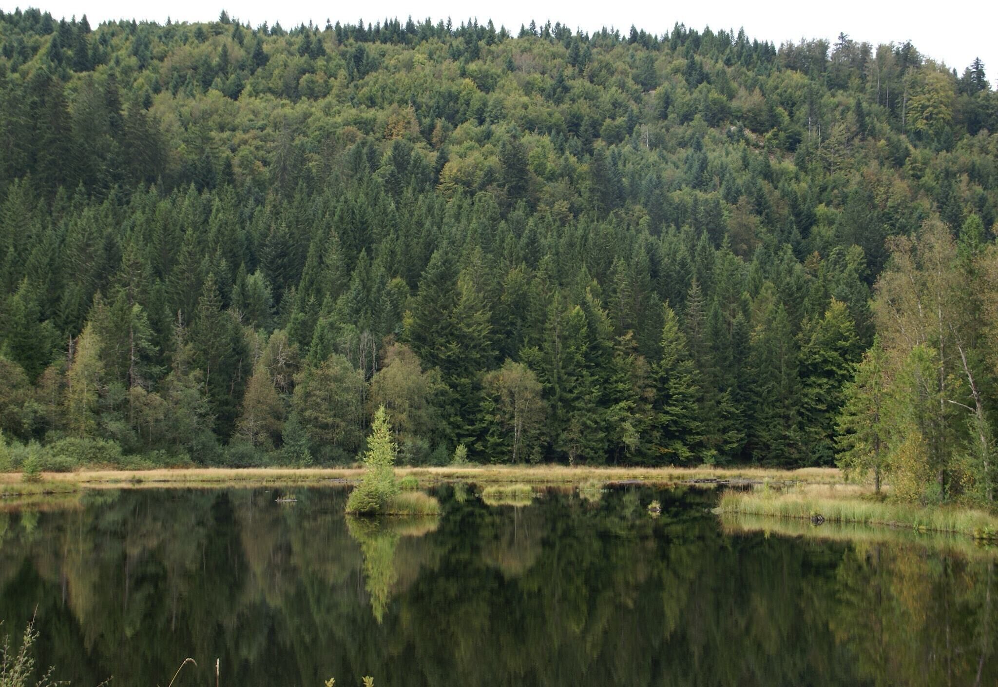 Un lac paisible, entouré d’une forêt dense.