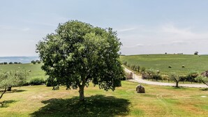 Ein Baum in einem grasbewachsen Feld mit einer Steinmauer und Schafen im Hintergrund.