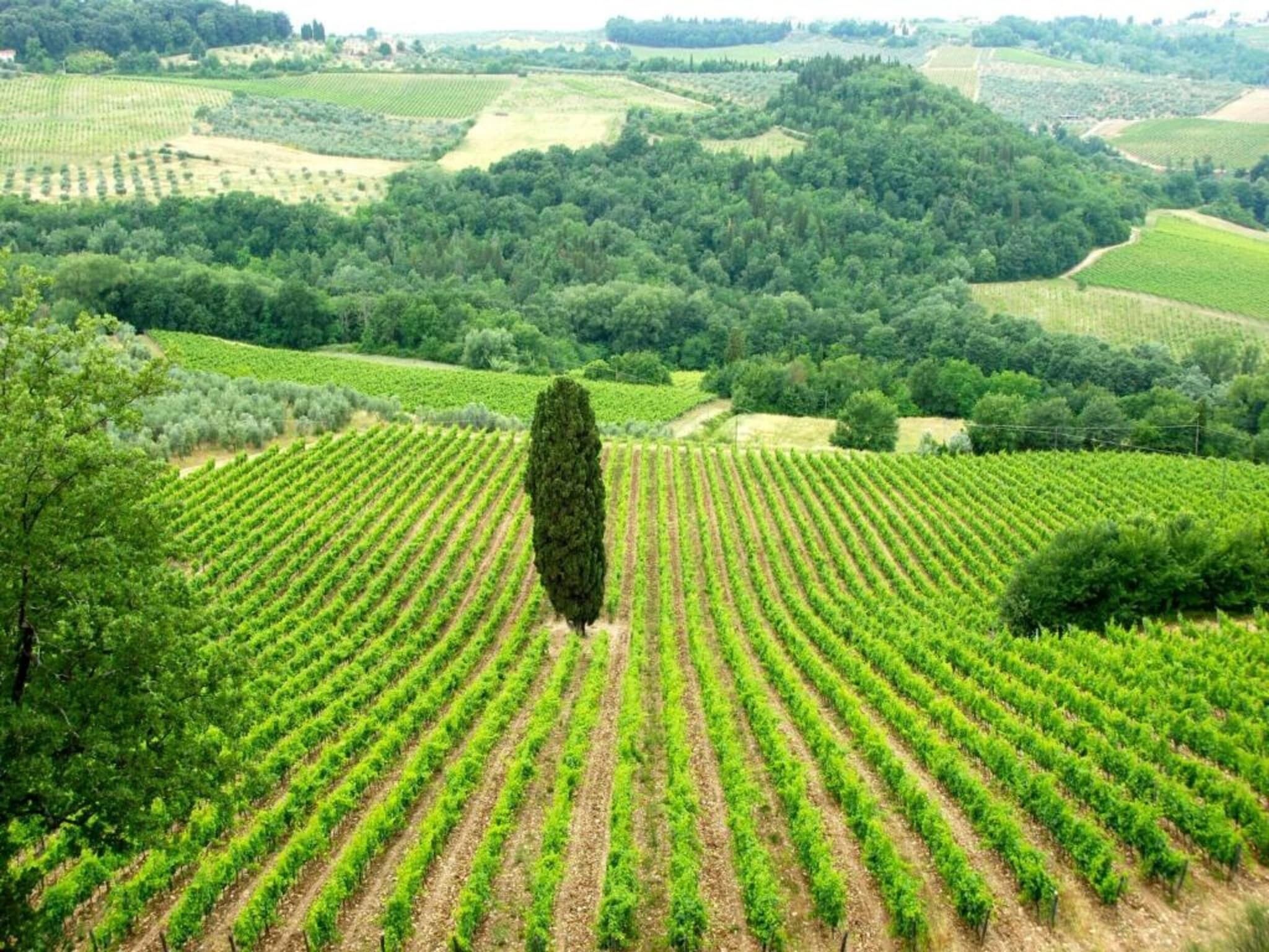A vineyard with rows of grapevines and a prominent tree in the center.