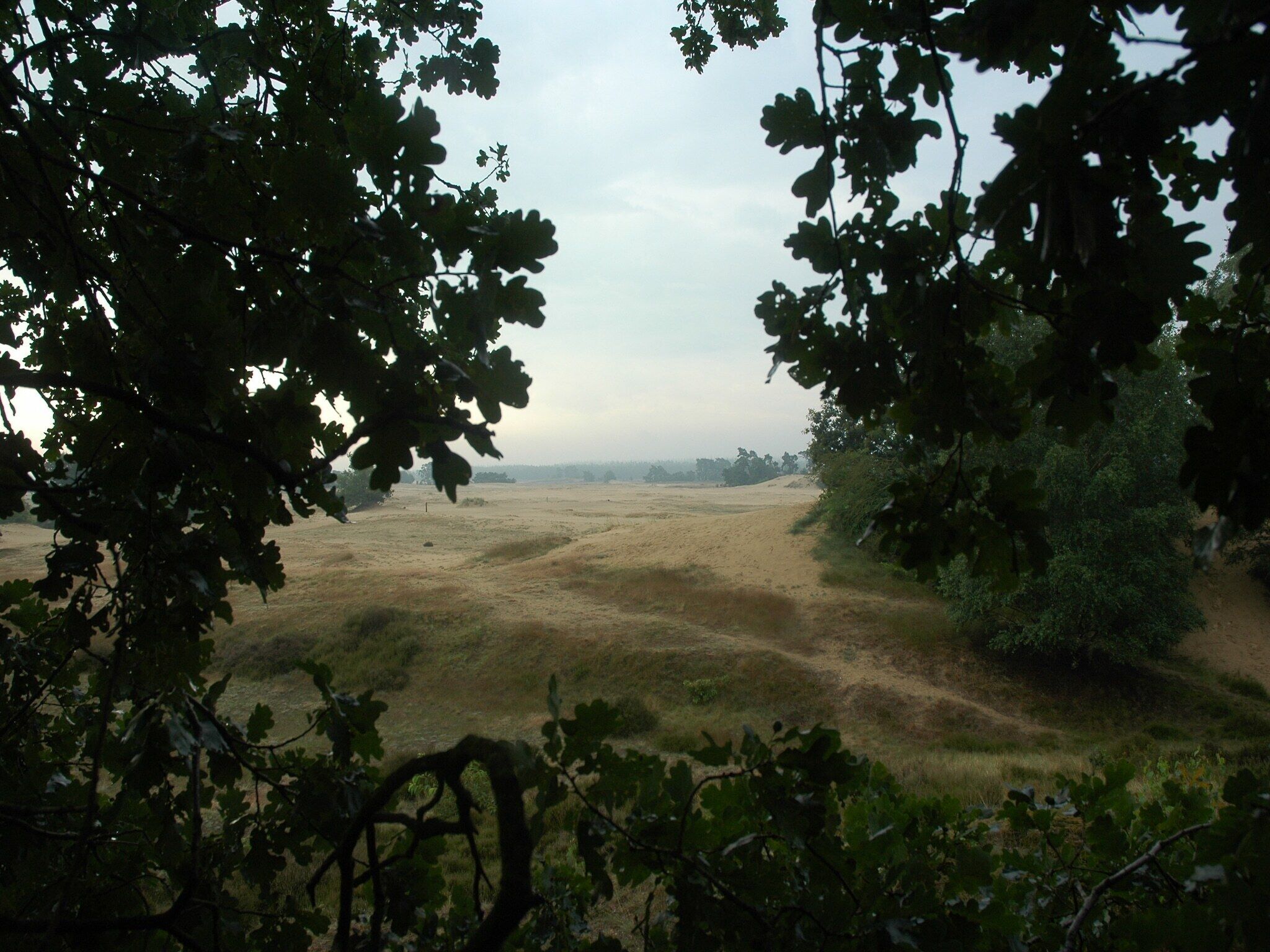 A view of a field with trees in the foreground and a distant horizon.