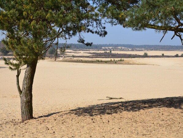 Ein Baum in sandiger Landschaft mit freiem Blick auf ferne Hügel.