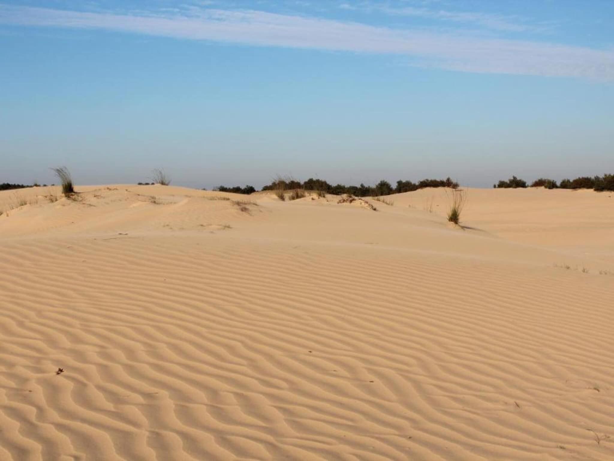 A vast sandy landscape with undulating dunes and sparse vegetation.