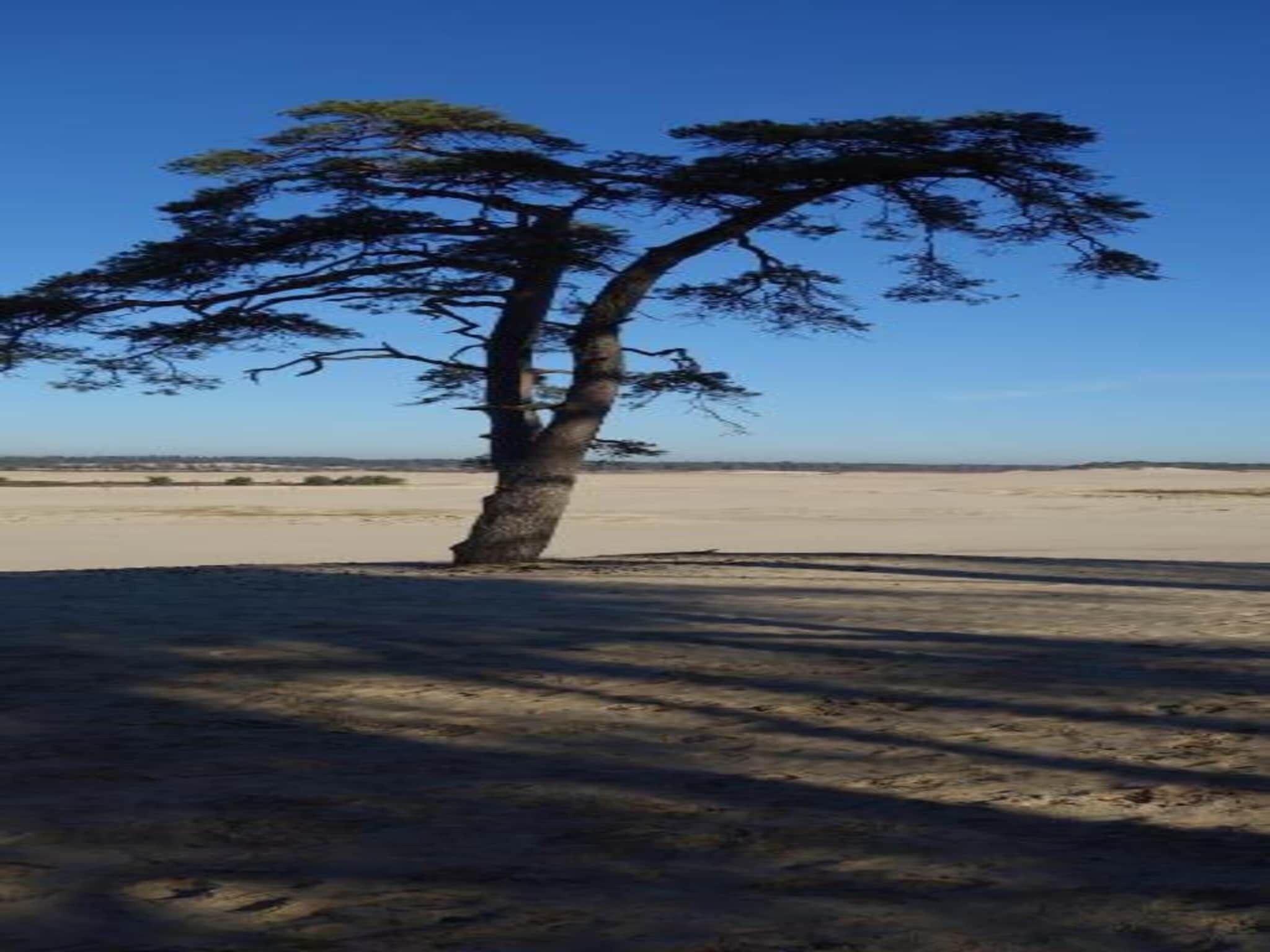 Ein Baum in einer Wüstenlandschaft.