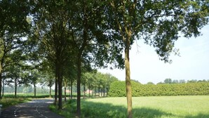 Une route de campagne bordée d’arbres et de champs.