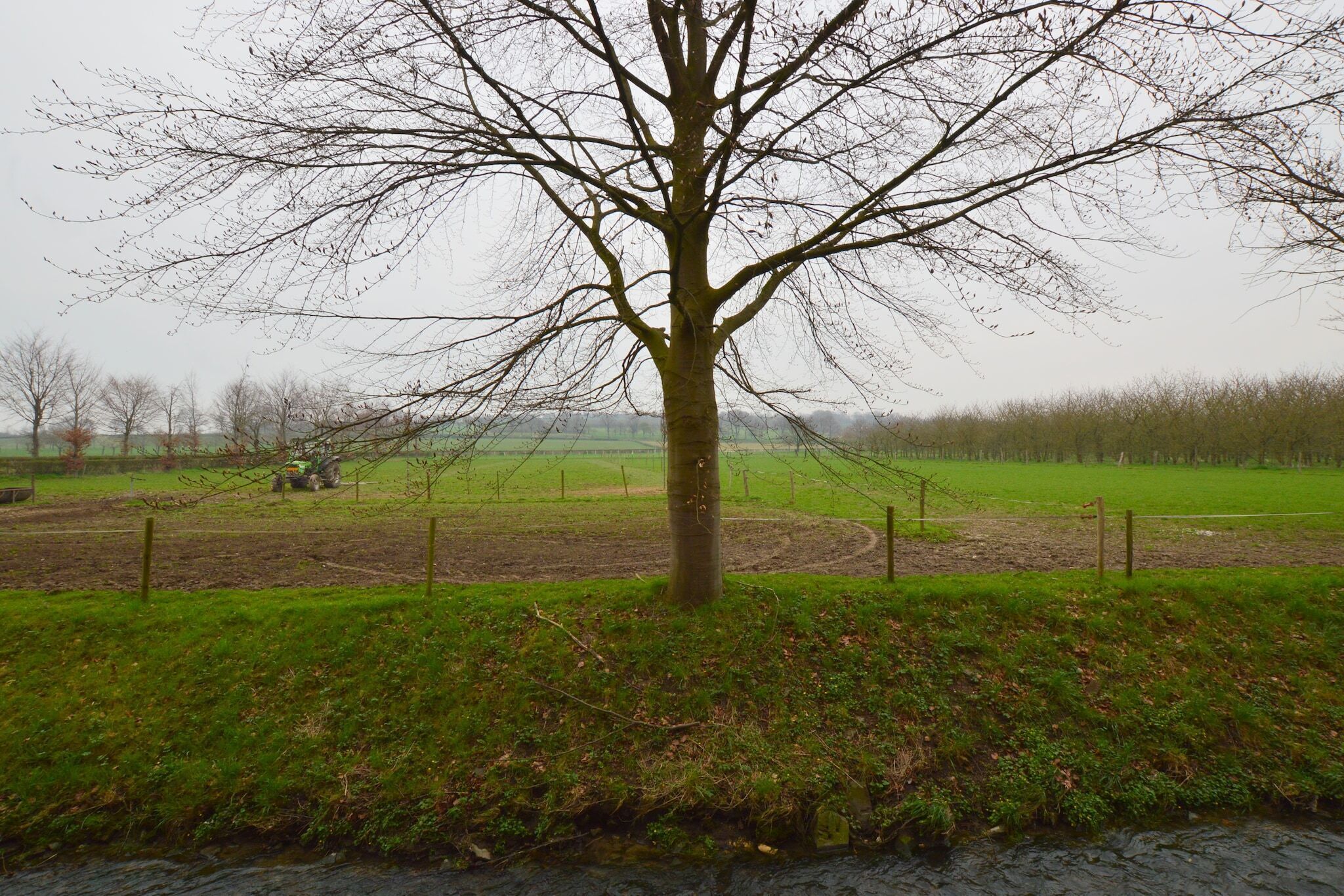 A tree in a rural field with a fence and a tractor in the background.